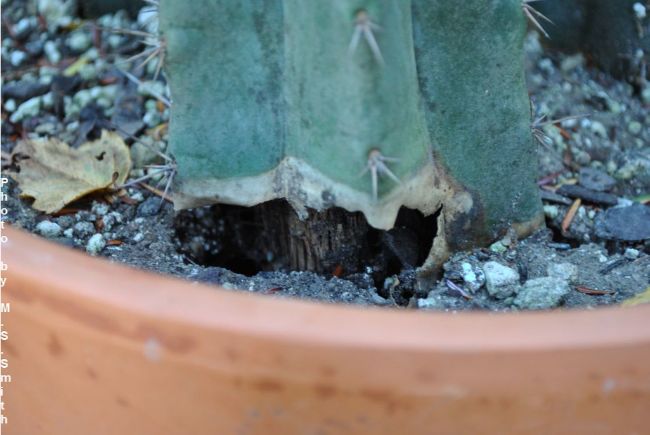 how often to water cactus to prevent root rot