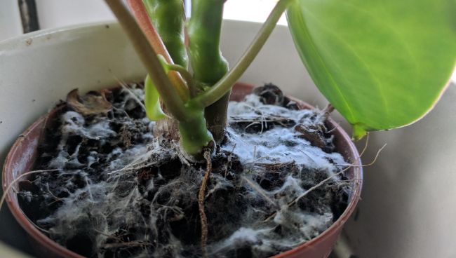 how to get rid of mold in houseplant soil