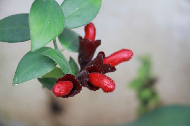 lipstick plant care aeschynanthus radicans
