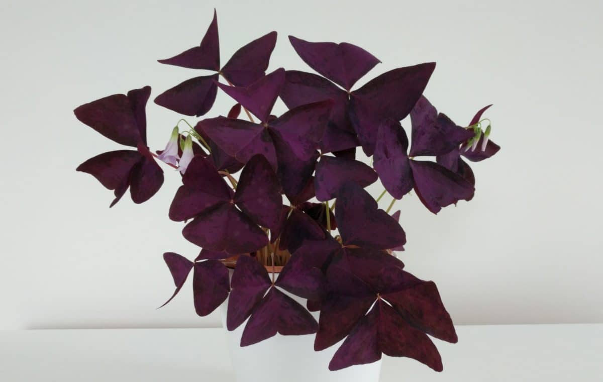 12 Purple Black Oxalis Triangularis Corms Shamrock Bulbs Perennial Flower Seeds