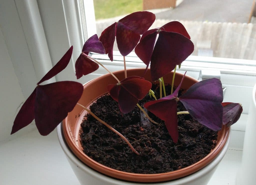 oxalis triangularis plant purple shamrock three weeks after planting