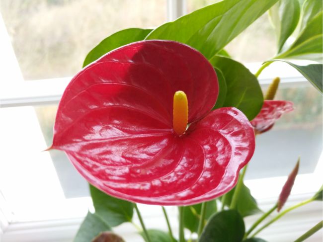 if anthurium not flowering, optimize growing conditions