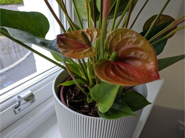 Pale bracts can be a sign of insufficient light. bright indirect light needed to encourage anthurium to bloom