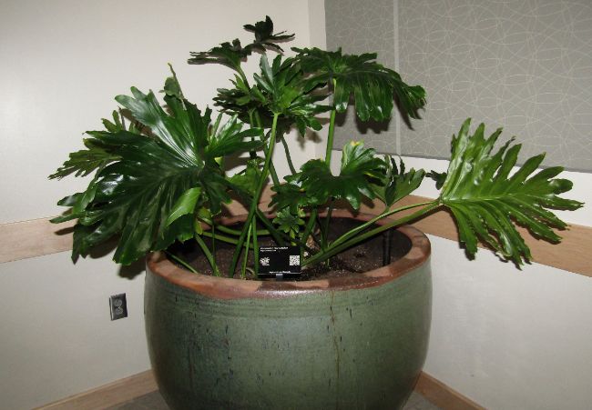 best plants for hot rooms tree philodendron