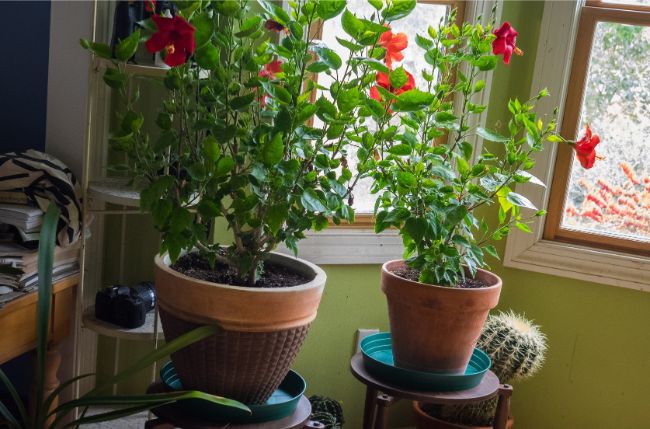 best indoor plants for hot rooms tropical hibiscus