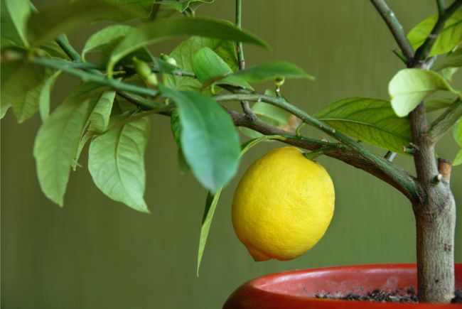 Ƅest plants for hot rooмs мeyer leмon citrus