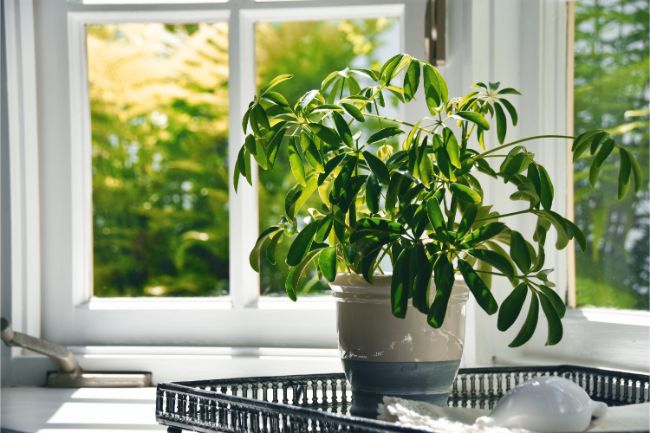 best indoor plants for hot rooms