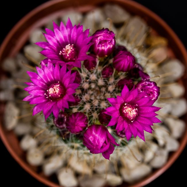 cactus adaptations flowers