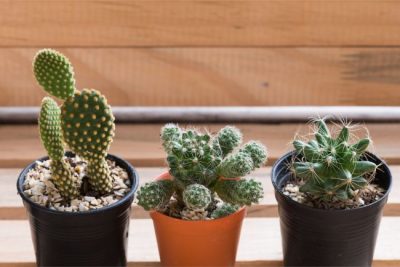 adaptations cacti adapted populations organisms