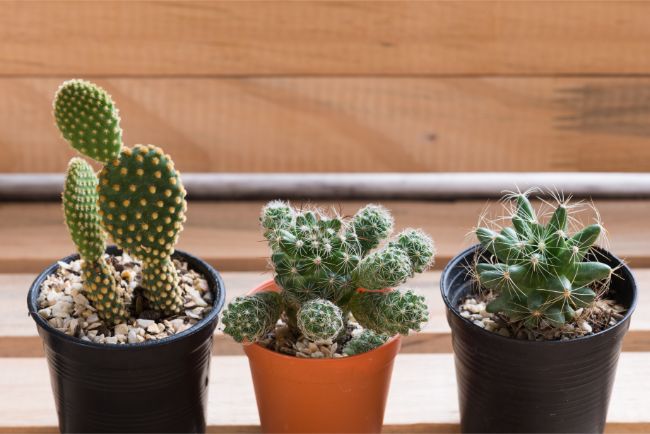 cactus adaptations