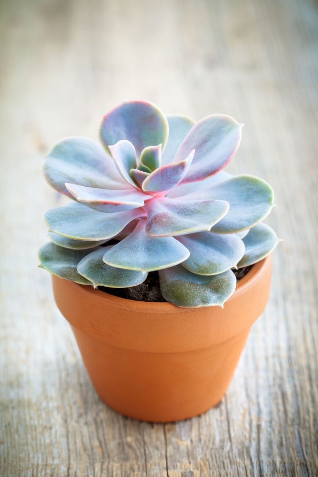 echeveria are excellent small houseplants