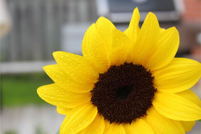 how tall can sunflowers grow