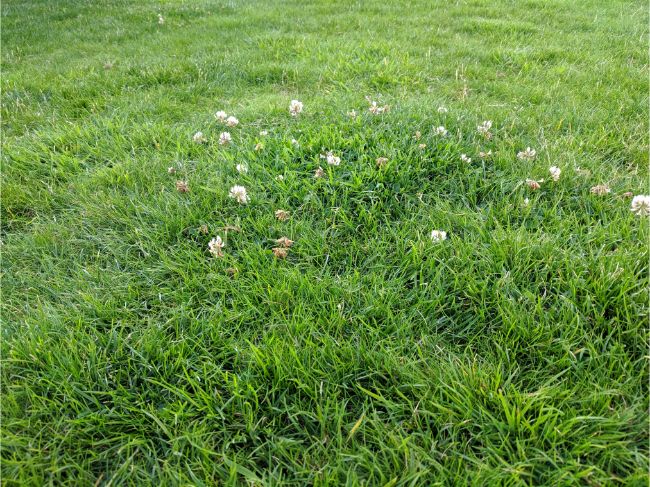 is clover a weed? clover growing in my lawn. 