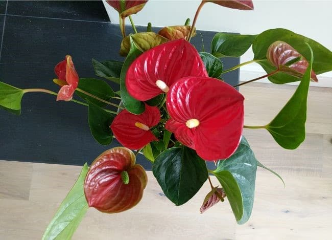 Anthurium Leaves Turning Yellow Causes And Solutions Smart Garden Guide