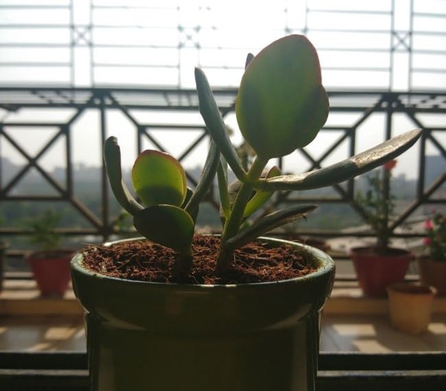 jade plant turning red crassula ovata