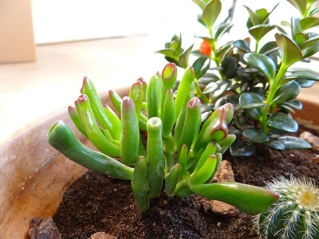 Crassula ovata convoluta ‘Hobbit’ jade plant red