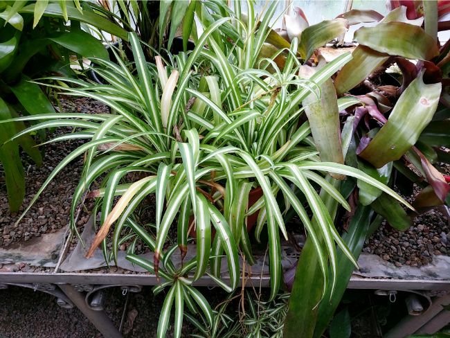 spider plant dying chlorophytum comosum