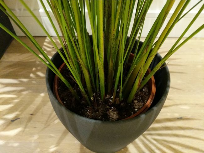 brown tips and leaves on areca palm can be caused by excessive repotting