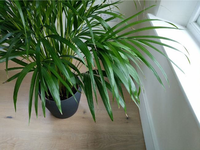 8 Ways To Fix An Areca Palm With Brown Tips And Leaves Smart