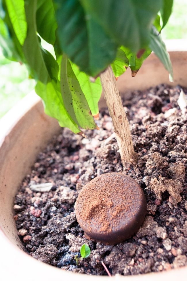 coffee grounds to fertilize indoor plants
