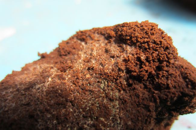 mold on coffee grounds used to fertilize indoor plants
