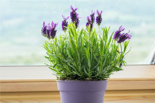 how to care for lavender indoors