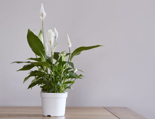 How Often to Water Peace Lily in Winter? 
