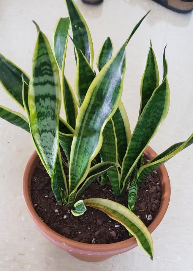 Snake plant care drooping