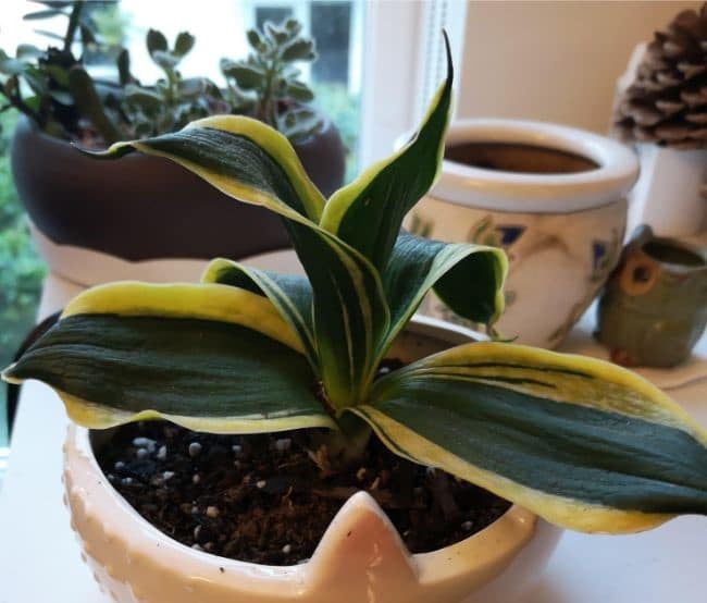 snake plant drooping due to inadequate drainage