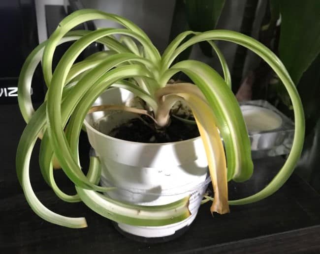 spider plant yellow leaves 2