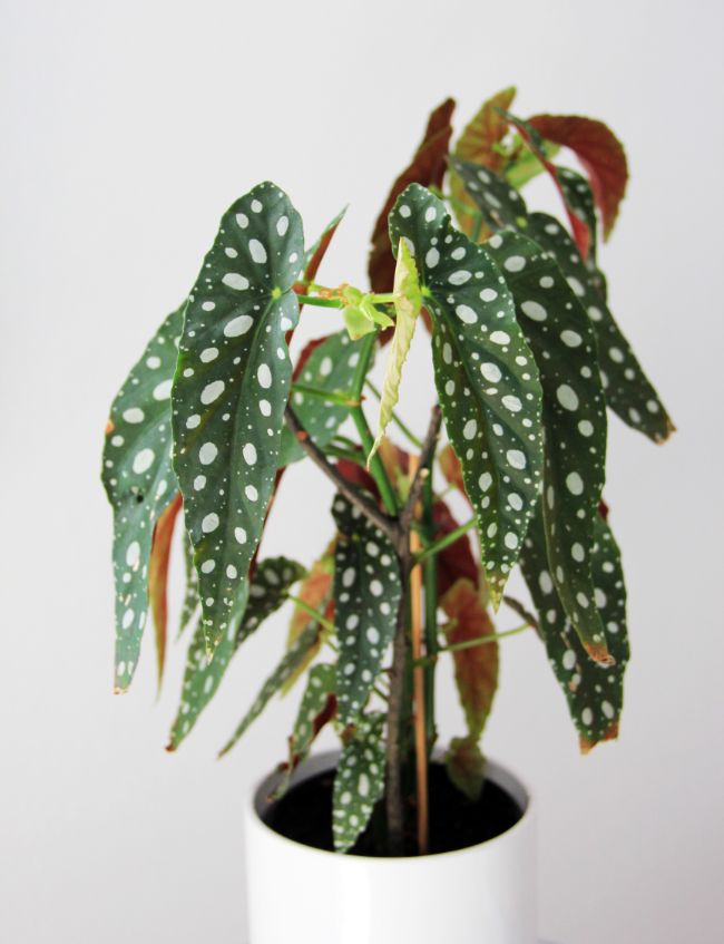 begonia maculata care