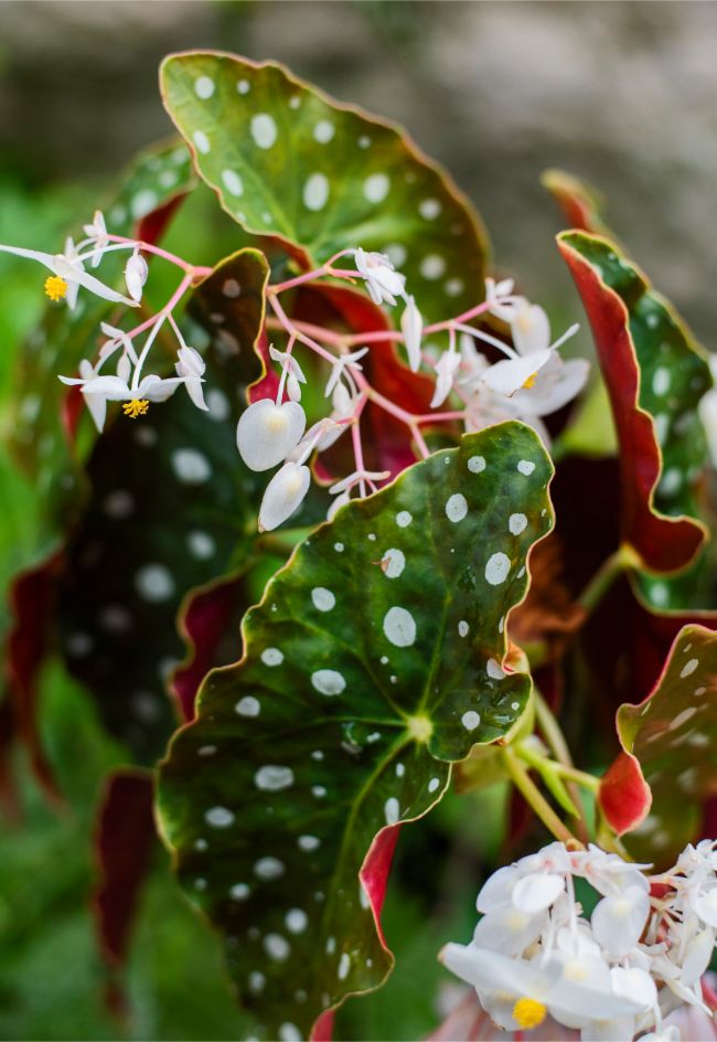 Begonia Maculata Care How To Grow Polka Dot Begonia