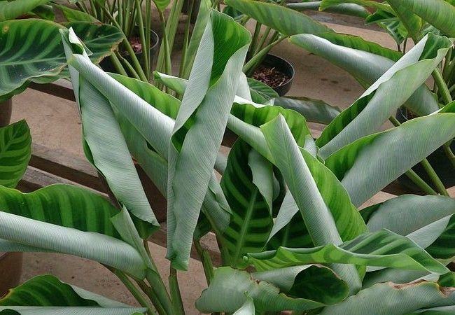 why-are-my-calathea-leaves-curling-causes-and-solutions-smart