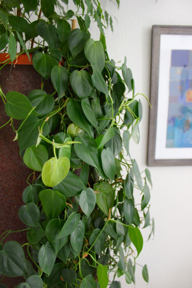 heartleaf philodendron care philodendron scandens