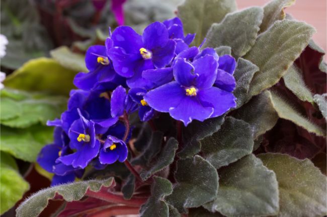 Làm thế nào để có một bông hoa violet châu Phi nở hoa Saintpaulia ionantha