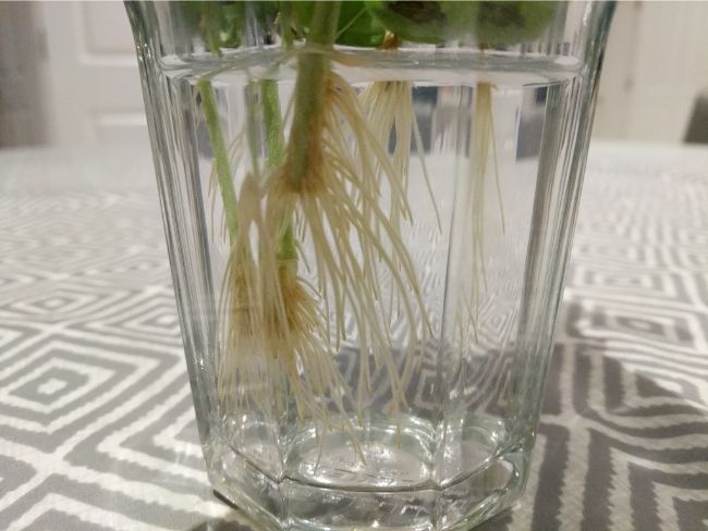 basil roots on propated cuttings