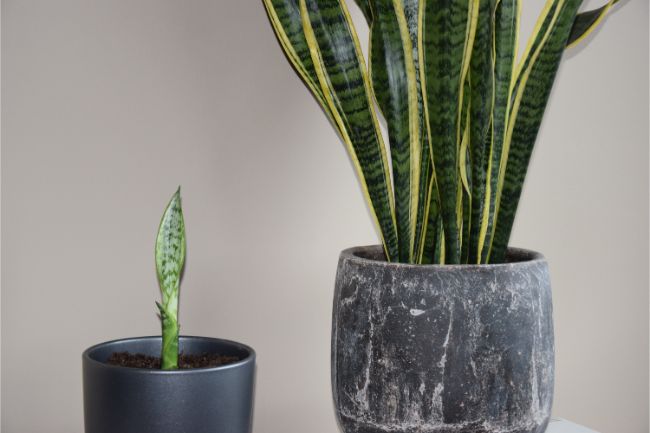 young snake plant next to mother plant