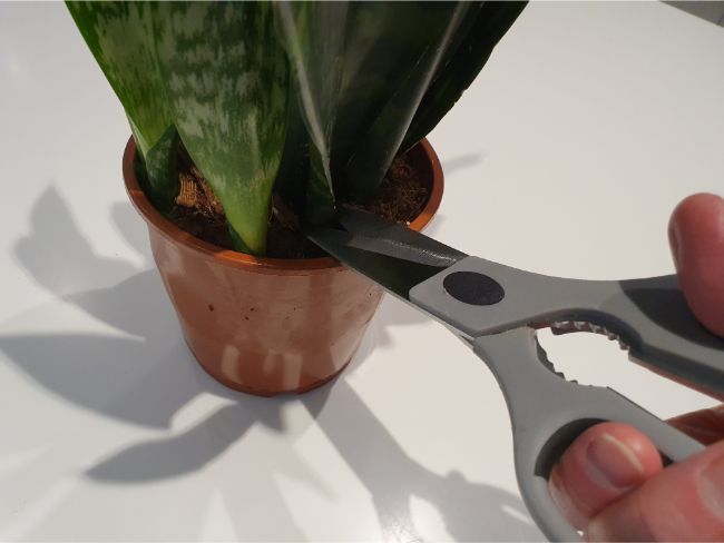 cutting leaf of snake plant sansevieria