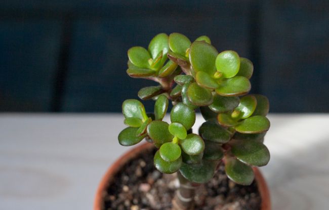 Crassula ovata 'Crosby's Compact' jade plant care