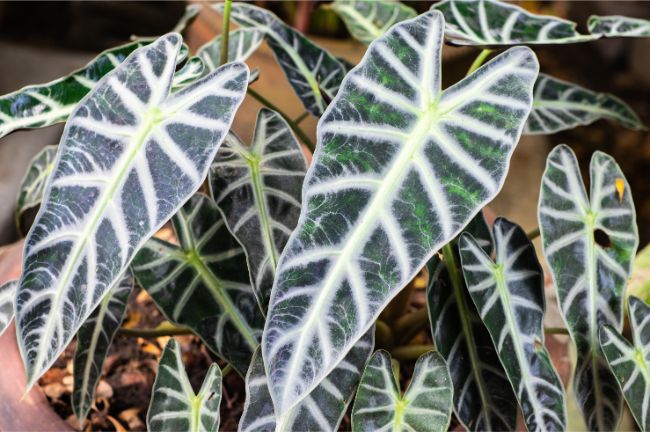 African Mask Plant Alocasia x Aмazonica large low light houseplants