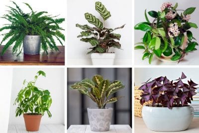 14 Perfect East Facing Window Plants: Care Tips & Pictures - Smart ...