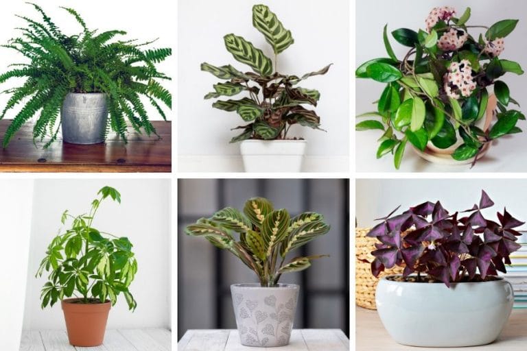 14 Perfect East Facing Window Plants Care Tips & Pictures Smart