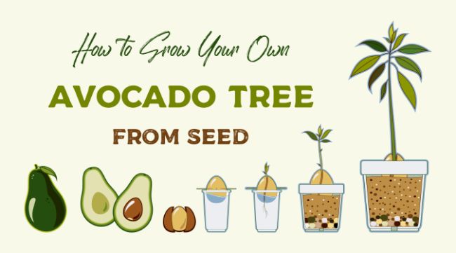 how to grow an avocado tree from seed