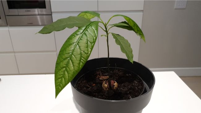 young avocado tree grown in pot