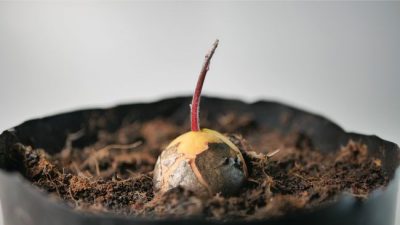 How To Grow An Avocado Tree From Seed (With Pictures) - Smart Garden Guide