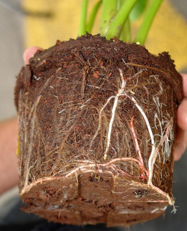 what is root rot