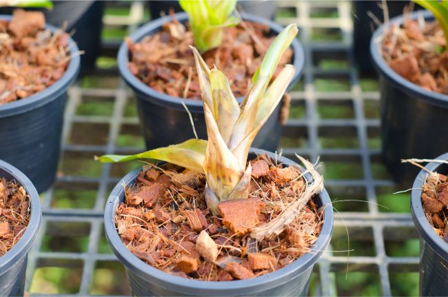identify, prevent and fix root rot