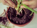 How To Identify Fix And Prevent Root Rot Smart Garden Guide