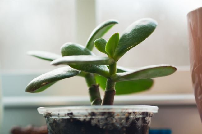 young jade plant