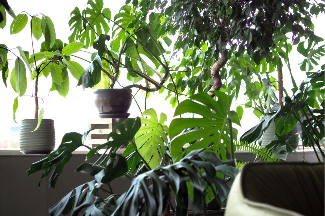 Large overhanging arching indoor plants